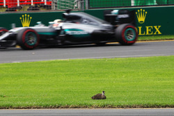 Lewis Hamilton, Mercedes AMG F1 Team W07 passes a duck