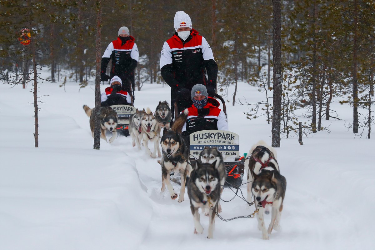 Sebastien Ogier, Elfyn Evans, Kalle Rovanpera dan Takamoto Katsuta dari Toyota Gazoo Racing naik Husky Sled