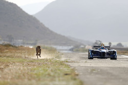 Ein Gepard rast ein Formule E-Einsitzer