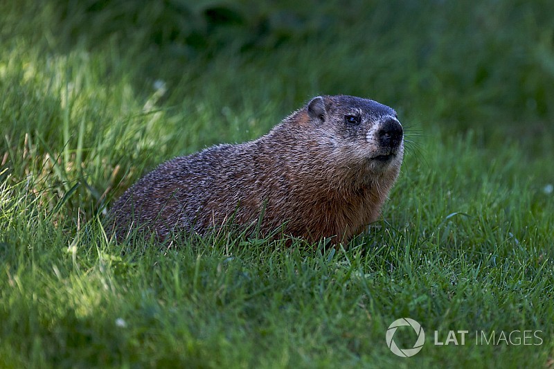 Il a été déconseillé à la FIA d'évacuer la marmotte