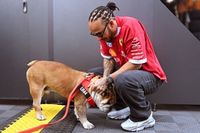 Conheça Roscoe, buldogue inseparável de Hamilton na F1 e sua luta pela saúde