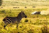WRC Safari: Evans gana en Kenia e impulsa su candidatura al mundial