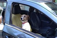 Cachorro ferido encontrado por Nelsinho Piquet em Santiago ganha novo dono