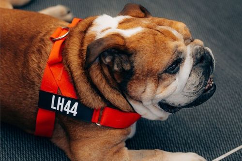 La despedida de Roscoe y cómo unió a la F1 con Lewis Hamilton