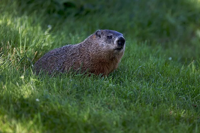 Una marmota mira la acci&oacute;n de la carrera