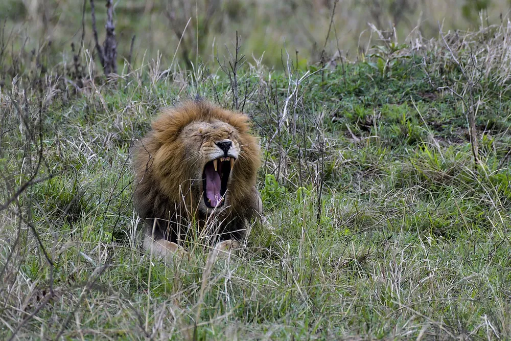 Ambiance du Kenya