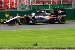 Nico Hulkenberg, Sahara Force India F1 VJM09, fährt an einer Ente vorbei