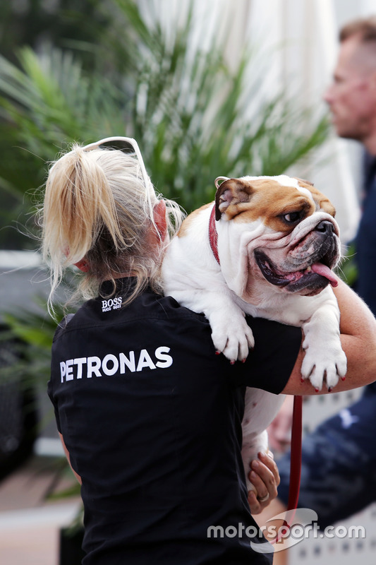 Uno de los perros de Lewis Hamilton, Mercedes AMG F1 es cargado en el paddock