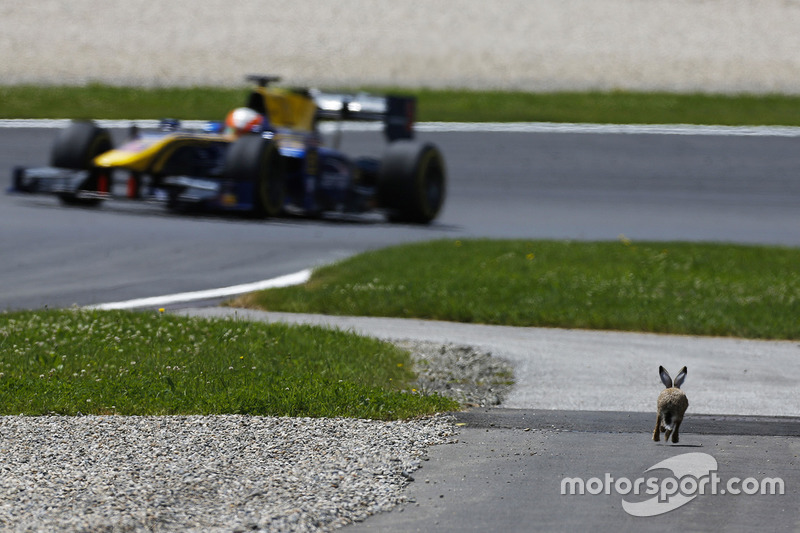 Un coniglio a lato della pista corre verso Alex Lynn, DAMS