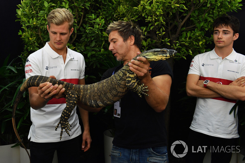 Marcus Ericsson, Sauber con un alligatore