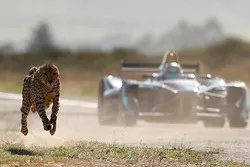 A cheetah races a Formule E car