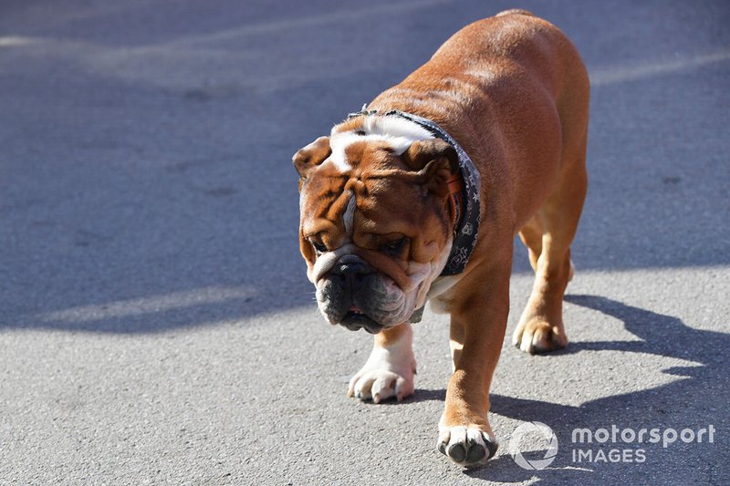 Roscoe perro de Lewis Hamilton, Mercedes AMG F1