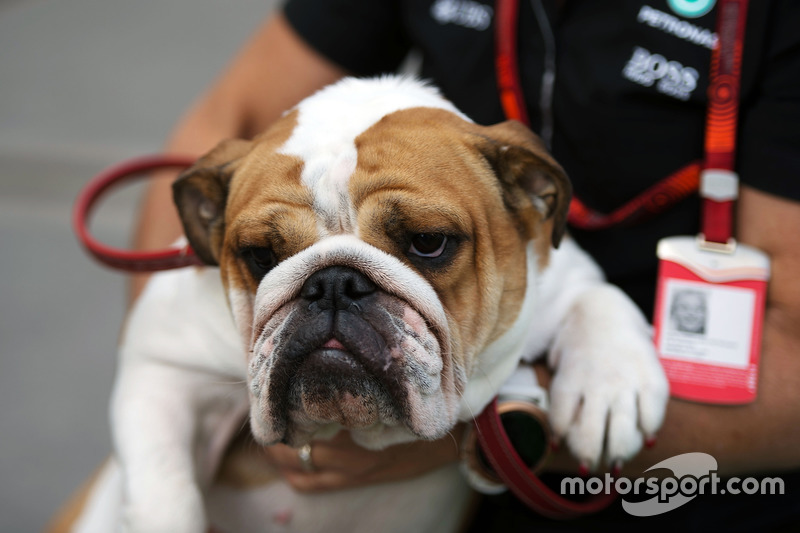 One of the dogs owned by Lewis Hamilton, Mercedes AMG F1