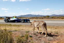 A cheetah with a Formule E car