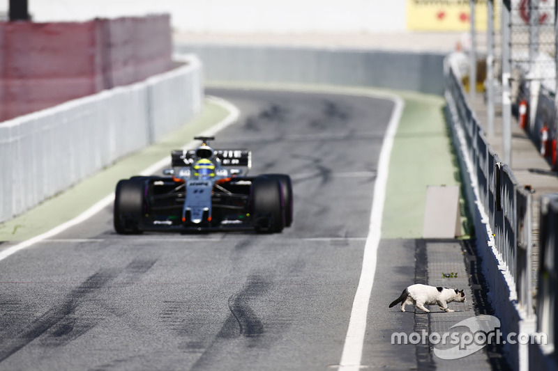 Кот перебегает дорогу гонщику Force India Серхио Пересу на пит-лейне