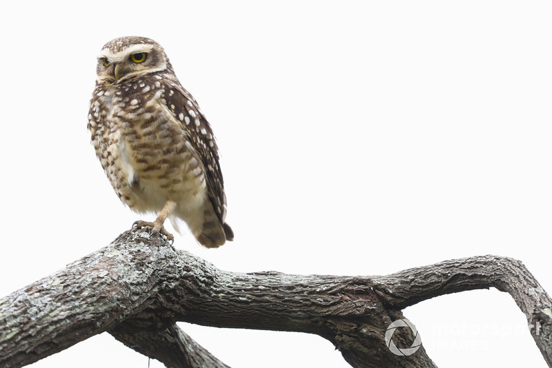 Un hibou
