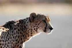 A cheetah 