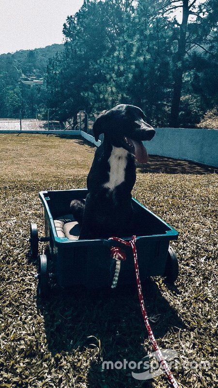 Bob, cachorro de Nelsinho Piquet