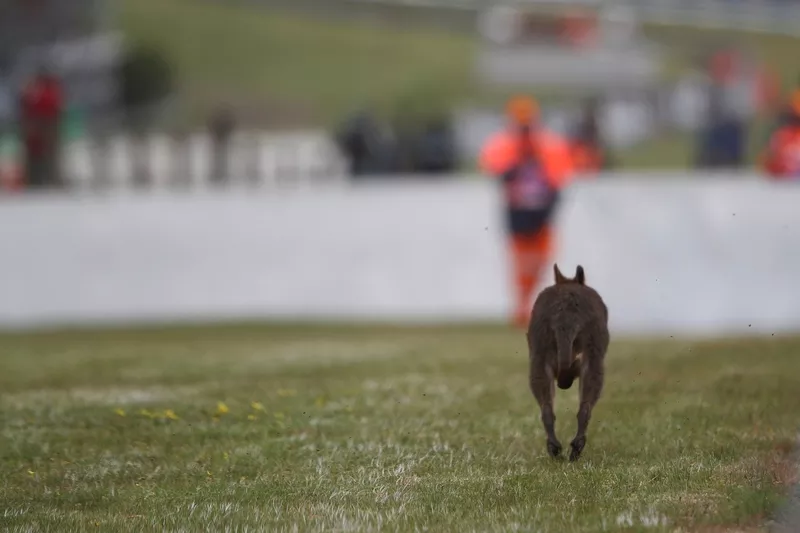  Un kangourou sur la piste lors d'une séance d'entraînement 
