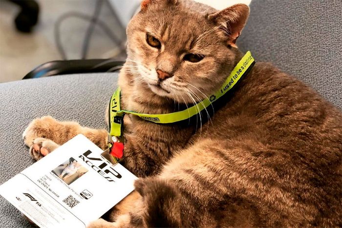 El gato de Imola, sede del GP de Emilia Romagna de F1