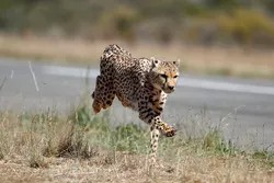 A cheetah 