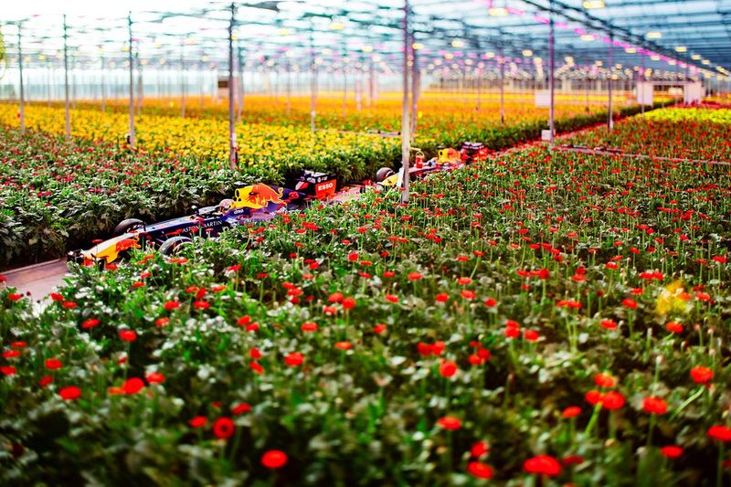 Max Verstappen y Alexander Albon, Red Bull Racing