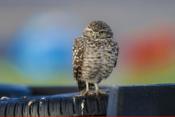 Een vogel bekijkt de actie